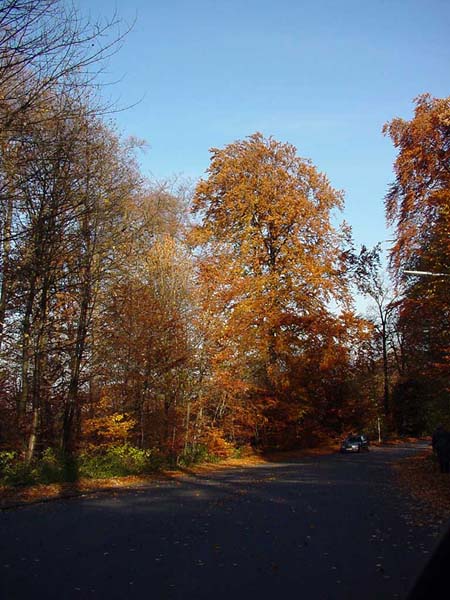 Duerrweg-2