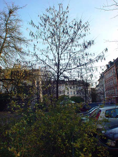 Gleditschie-1