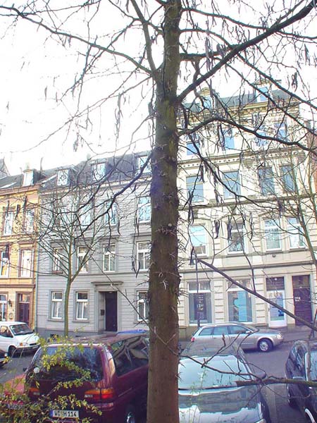 Gleditschie-2