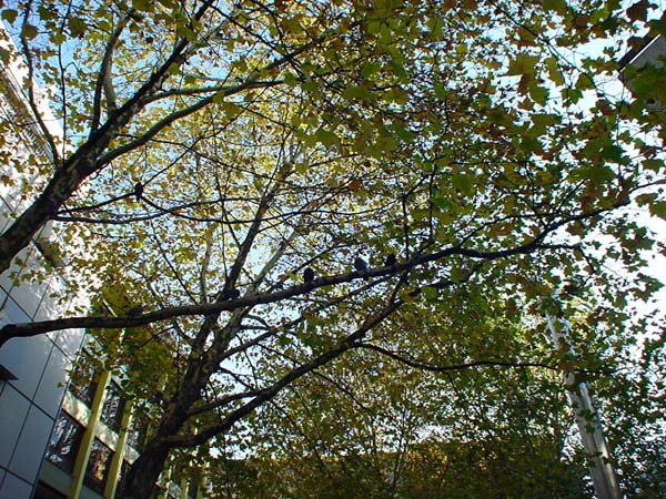 Taubenrast-Von-der-Heydt-Platz