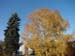 Birke-im-Herbstlaub-2