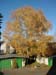 Birke-im-Herbstlaub